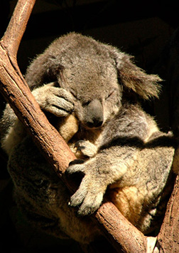 Koala Brisbane, Australia